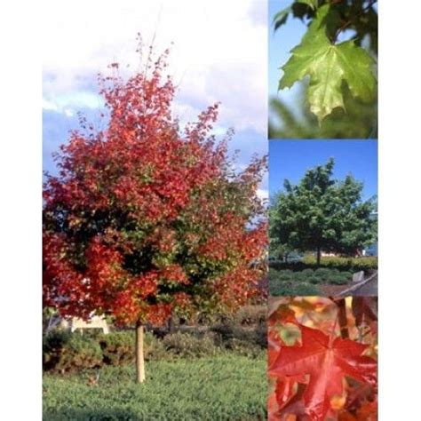 Acer Platanoides Warrenred Pacific Sunset Maple Foliage Plants