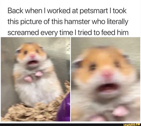 Back When I Worked At Petsmart I Took This Picture Of This Hamster Who