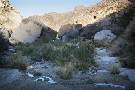 Hiking Willow Hole Via Rattlesnake Canyon In Joshua Tree National Park