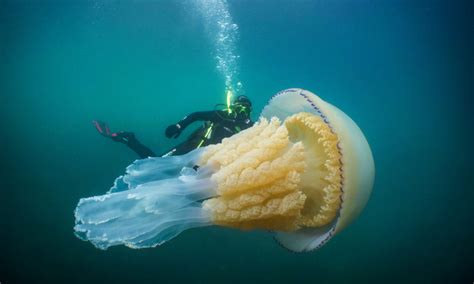 Incredible Shot Of Man With Human Sized Jellyfish One Of 100 Defining
