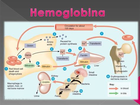 Sobre A Determinação Da Hemoglobina Glicada Assinale A Alternativa Incorreta