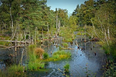 Free Images Landscape Tree Forest Marsh Swamp Wilderness Wood