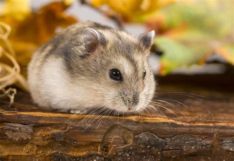 160 Cute Hamster Names For Your Adorable Wheel Riding Fluffball Petmag