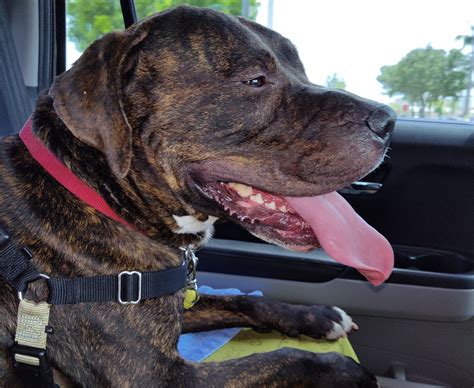 Dog of the Week: Amico Will Steal Your Heart • Tamarac Talk