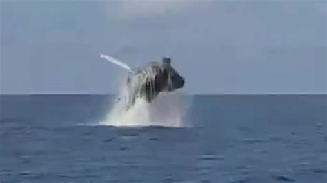Humpback Whale Makes Rare Appearance In Gulf Of Mexico