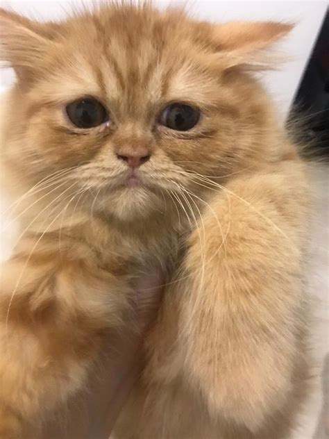 persian kitten adopted  year  months baby hazel  kuala lumpur wilayah persekutuan