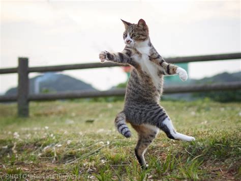 Stray Cats Captured In Martial Arts Poses By Hiroyuki Hisakata Spoon