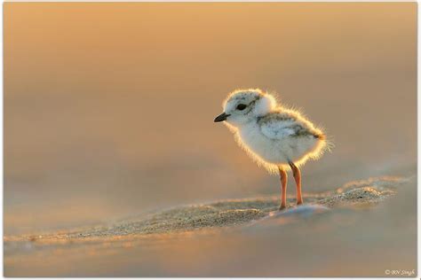 Piping Plover Wildlife Photography Plover Beautiful Birds