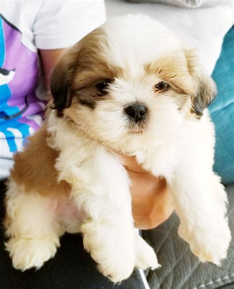 For sale we have 2 shih tzu puppies left out of a litter of seven. Shih Tzu Puppies For Sale | St. Louis, MO #333897