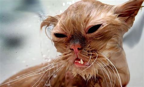 Stop What You Re Doing And Look At These Hilarious Pictures Of Wet Cats