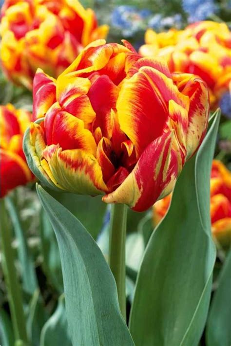 Envoyez des fleurs vers plus de 100 pays avec floraqueen. #Tulipe à fleur de Pivoine Cilesta | Fleur pivoine, Fleurs ...