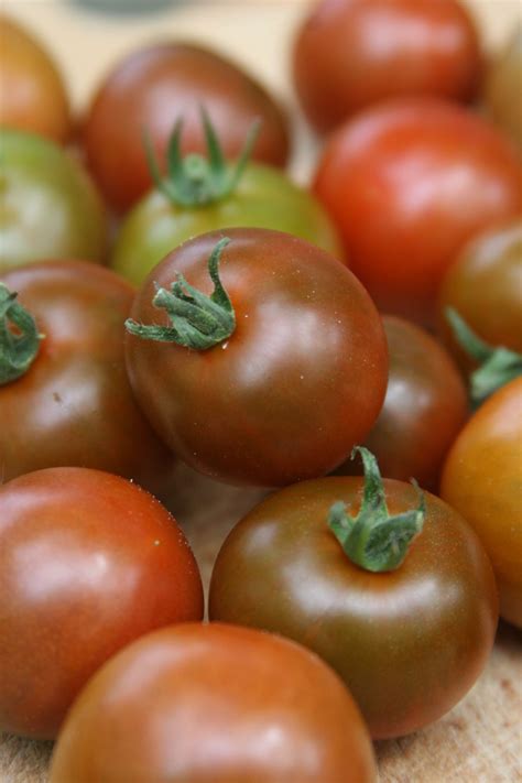 Sunchocola Heirloom Tomatoes The New England Kitchen Cà Chua