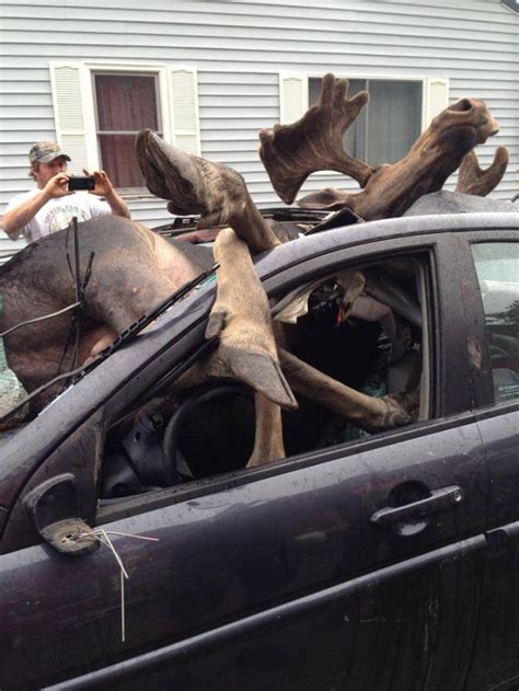 Moose Car Crash Incredible Pictures Show What Happens When A Maine