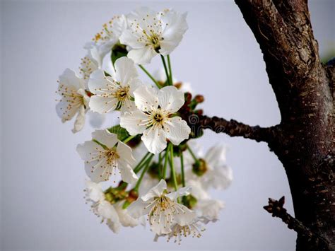 Cherry Blossom On Branch Stock Image Image Of Tree Season 84496457