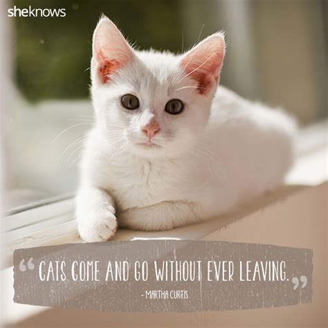 Love Quotes For Cats Quotes For Mee