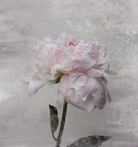 Romantic Pink Gray Peony Shabby Chic 8 3 Peonies Pink Pink Floral