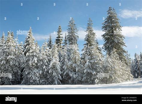 Snow Covered Pine Trees Under A Blue Sky Near Twin Lakes Idaho Stock
