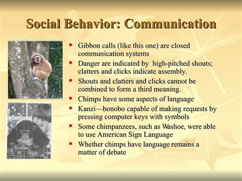 Primate Social Behavior Ppt