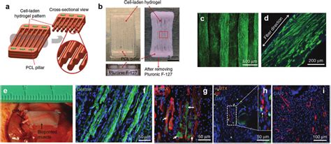 Skeletal Muscle Tissue Engineering Scaffold Fabricated Using An