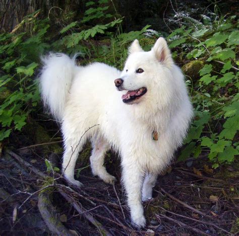 Samoyed Dog All Big Dog Breeds