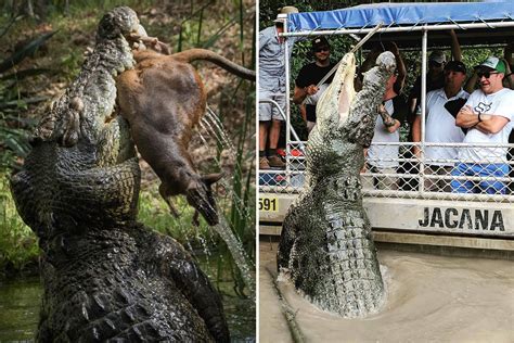 inside the terrifying swamp home to world s biggest crocodiles including 18ft brutus and 20ft