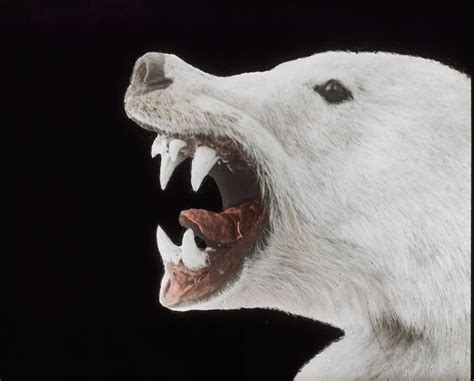 Polar Bears Head Showing Teeth Crocker Land Expedition