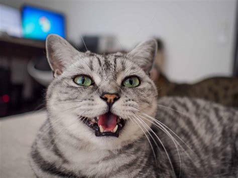 5 Reasons Why Your Cat Wont Stop Meowing At You