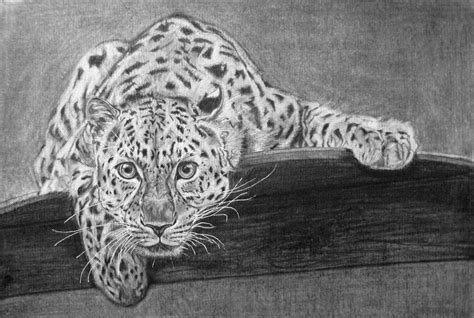 Amur Leopard Digitally Edited Pencil On Paper 2923x1964 Px Rdrawing