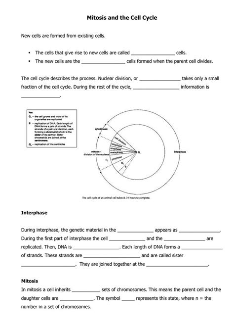 The cell cycle worksheet name: The Cell Cycle Worksheet in 2020 | Cell cycle, The cell, Mitosis