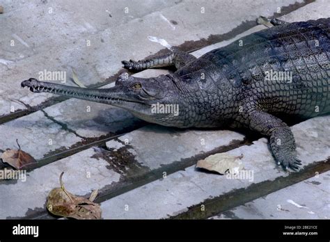 Gharial Gavialis Gangeticus Gharial Fish Eating Crocodile Resting In