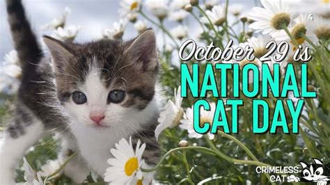 National Cat Day October 29 2019 National Cat Day Cat Day World