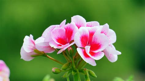 Free Photo Pink Flowers Beautiful Bloom Bspo06 Free Download