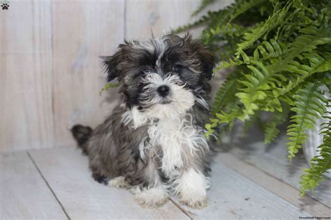 It's also important to us to help our pups find their perfect forever family. Bella - Havanese Puppy For Sale in Ohio