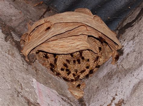 If you have an infestation, how you areas like house siding, lights, and plants are optimal. Hornet or Frelon in France