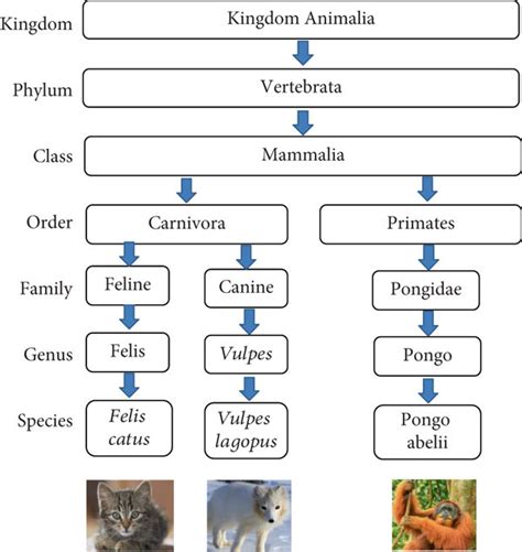 An Example Of A Taxonomy Of Biology Download Scientific Diagram