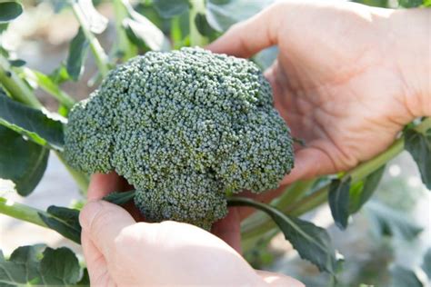 Harvesting Broccoli How And When To Harvest Broccoli Like A Pro The Sage