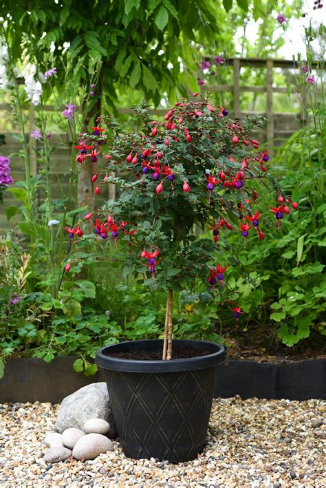 How To Grow Fuchsias Make Them The Centrepiece Of Your Borders Pots