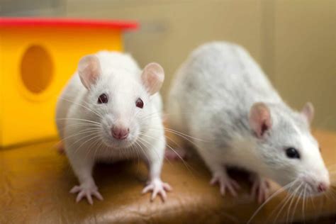 Rat Feeding Guide How Much And What To Feed To Pet Rats Burgess Pet