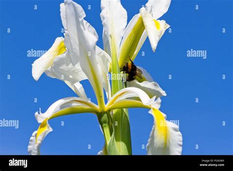 Iris Flower Uk Best Flower Wallpaper