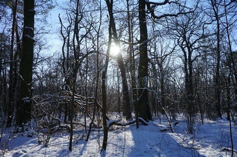 The Sun In The Branches Of Trees In The Winter Snowy Forest Berlin