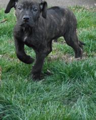 Lancaster puppies advertises puppies for sale in pa, as well as ohio, indiana, new york and other states. View Ad: Cane Corso-Rhodesian Ridgeback Mix Litter of ...