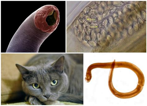 Pictures Of Worms In Cats