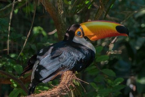 Animal Encounters Birds Of Iguazu Iguazu National Park National