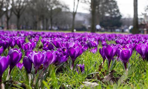Send Us A Tip On Places To See Early Spring Flowers In The