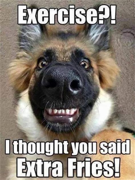 25 Goofy Memes Of German Shepherds That Will Make You Laugh All Day