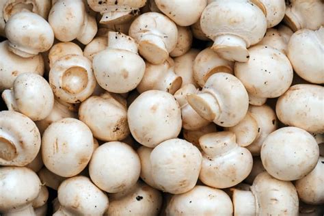 Button Mushroom Agaricus Bisporus Mushroom Farm Supplies