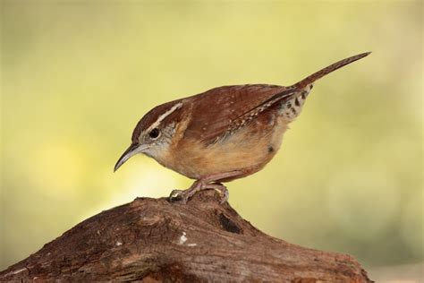 What Do Wrens Sound Like Carolina Wren Song Sounds