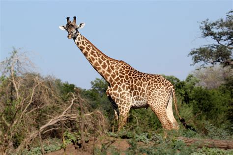 Thornicrofts Giraffe Giraffa Camelopardalis Thornicrofti Zoochat