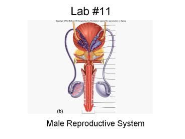 Ppt Lab Male Reproductive System Male Reproductive System Powerpoint Presentation Free