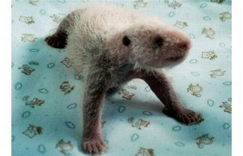 Baby Panda Photos Cub Born In Malaysia Makes Her Debut Riset